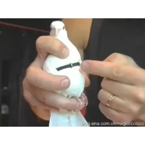 L’Univers Des Colombes by Gerald Le Guilloux