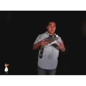 Roxy Raccoon by Jay Noblezada