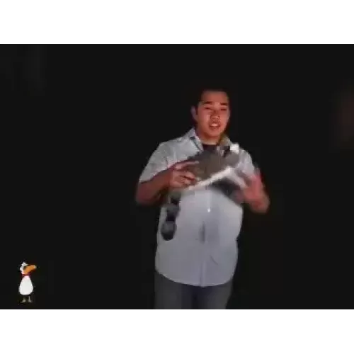 Roxy Raccoon by Jay Noblezada