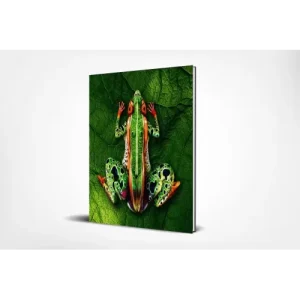 Use Your Illusions by Barry Fazackerley