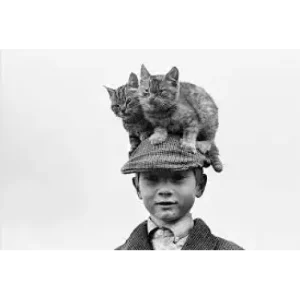 C.L.R. Cat Like Reflexes by Dan Hauss