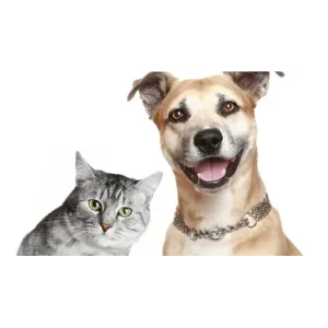 Pawology Palm Reading For Animals Paws & Animal Hypnosis by Jonathan Royle