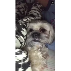 The Dark Card by Themystefyer1