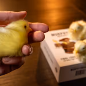 The Final Load (Baby Chicks) by Murphy s Magic